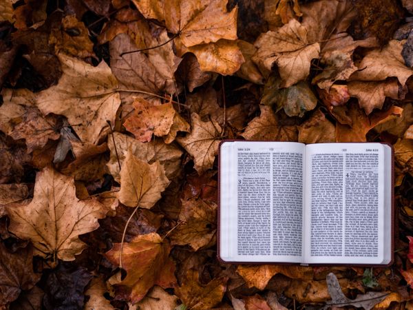 Fr. Pete's Homily for the 32nd Sunday in Ordinary Time