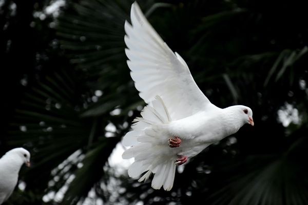 Fr. Adam's Homily - Pentecost